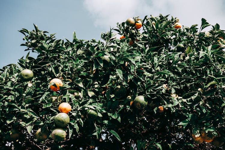 Oranges Growing On Tree