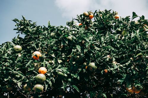 Free Vibrant orange tree in full bloom against a clear sky in Sicily, Italy. Stock Photo