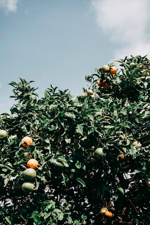 Foto stok gratis awan putih, bidikan sudut sempit, buah-buahan