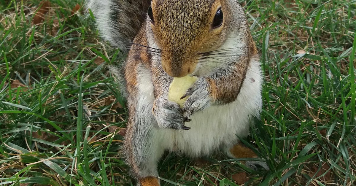Free stock photo of #animal #nature #squirrel