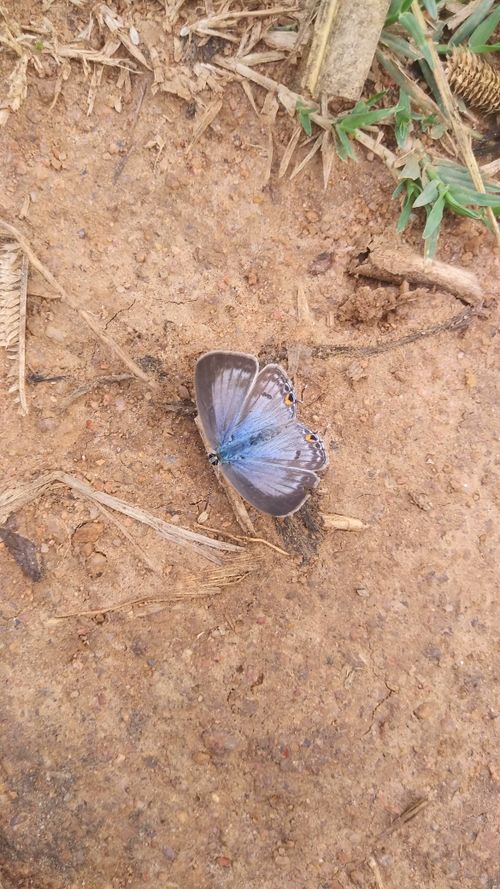 Free stock photo of beautiful butterfly Stock Photo