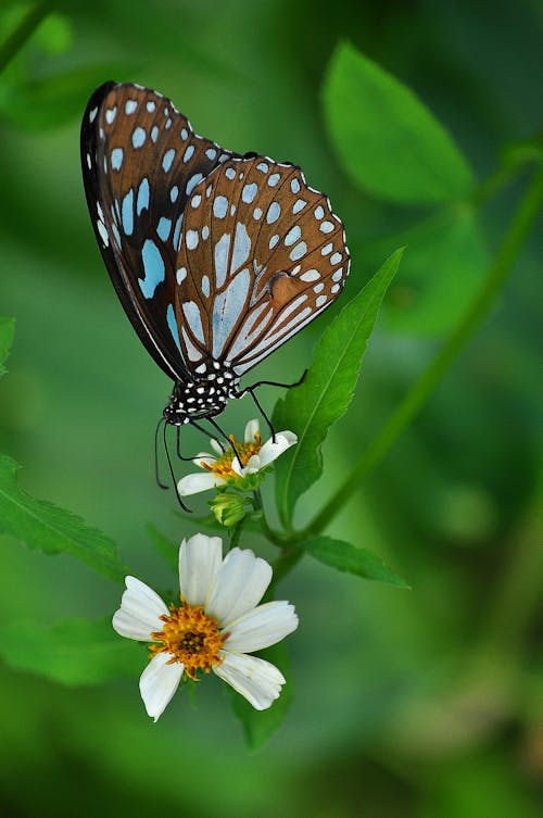 Foto profissional grátis de borboleta
