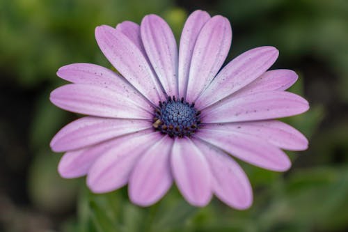 Purple Flower Photography