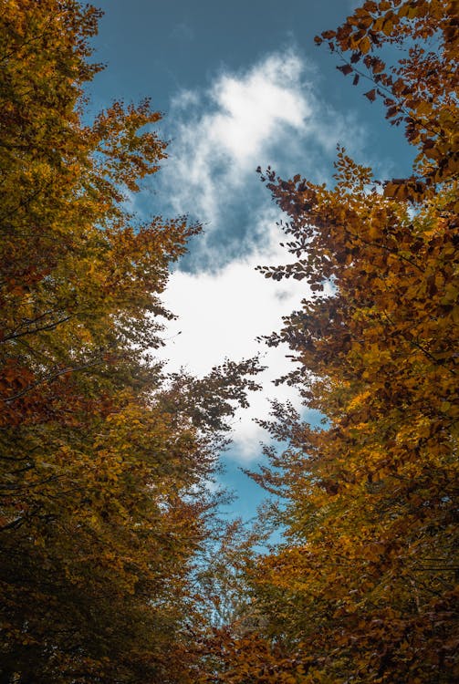 Free Tree Branches with Fall Foliage Stock Photo