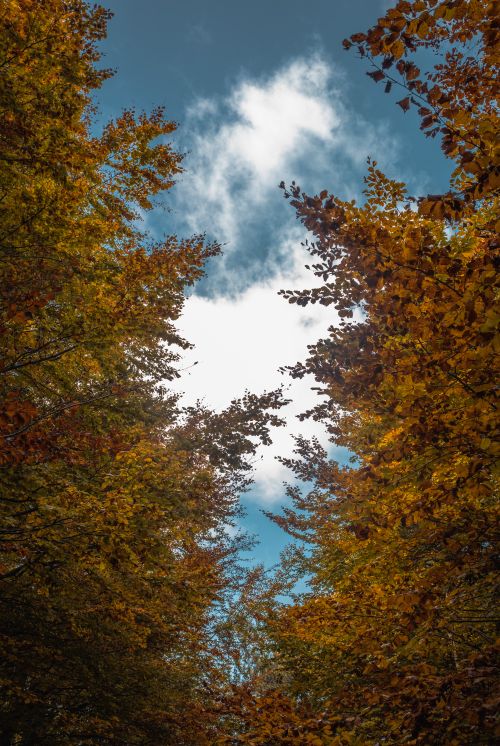 Free Capture the vivid colors of fall foliage in a serene forest setting under a dynamic cloudy sky. Stock Photo