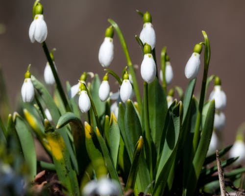 Delicate flowers of snowdrops with fresh verdant leaves growing in forest on blurred background