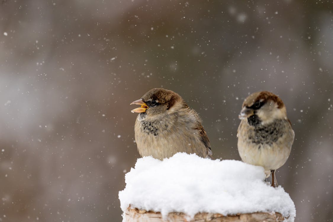 Three Brown Birds on Snow Covered Ground