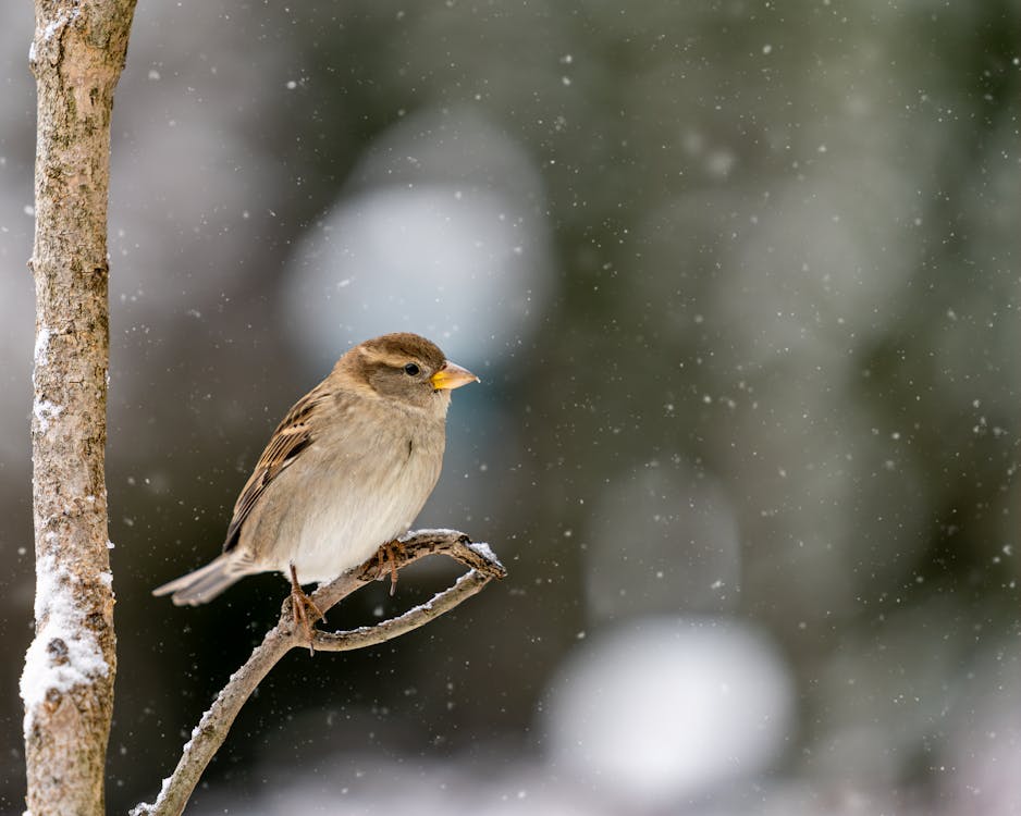 Free Cute Passer hispaniolensis bird sitting on tree branch in snowy forest in Stock Photo