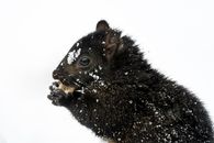 Adorable Sciurus carolinensis squirrel eating nut on snowy ground