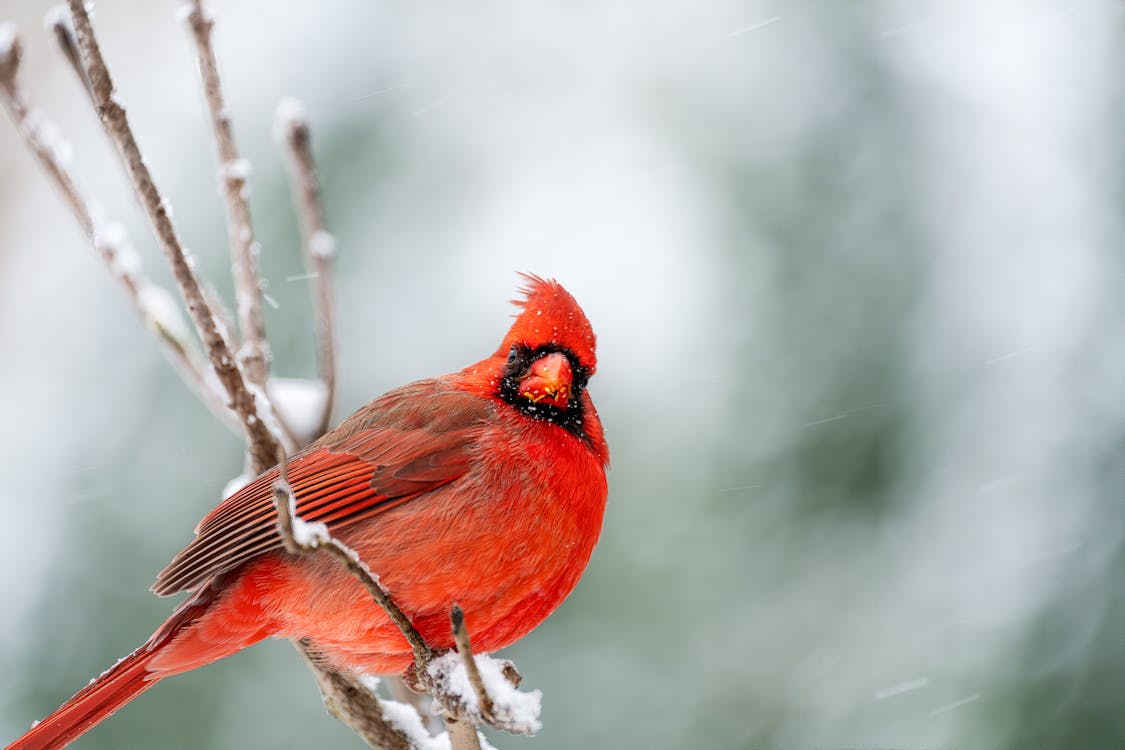 Curious red cardinal bird sitting on snowy tree branch in woods