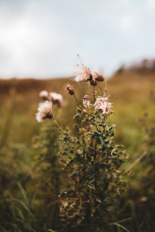 Small brown fading flowers in soft focus growing in meadow in cloudy weather