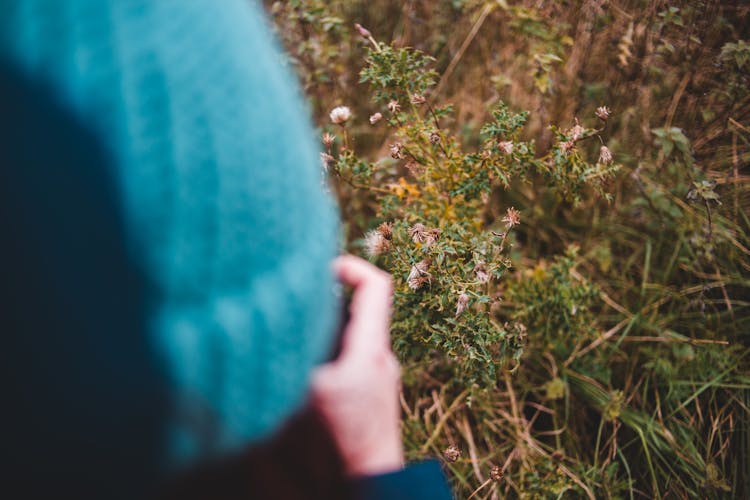 Person Taking Photo Of Plants Om Meadow