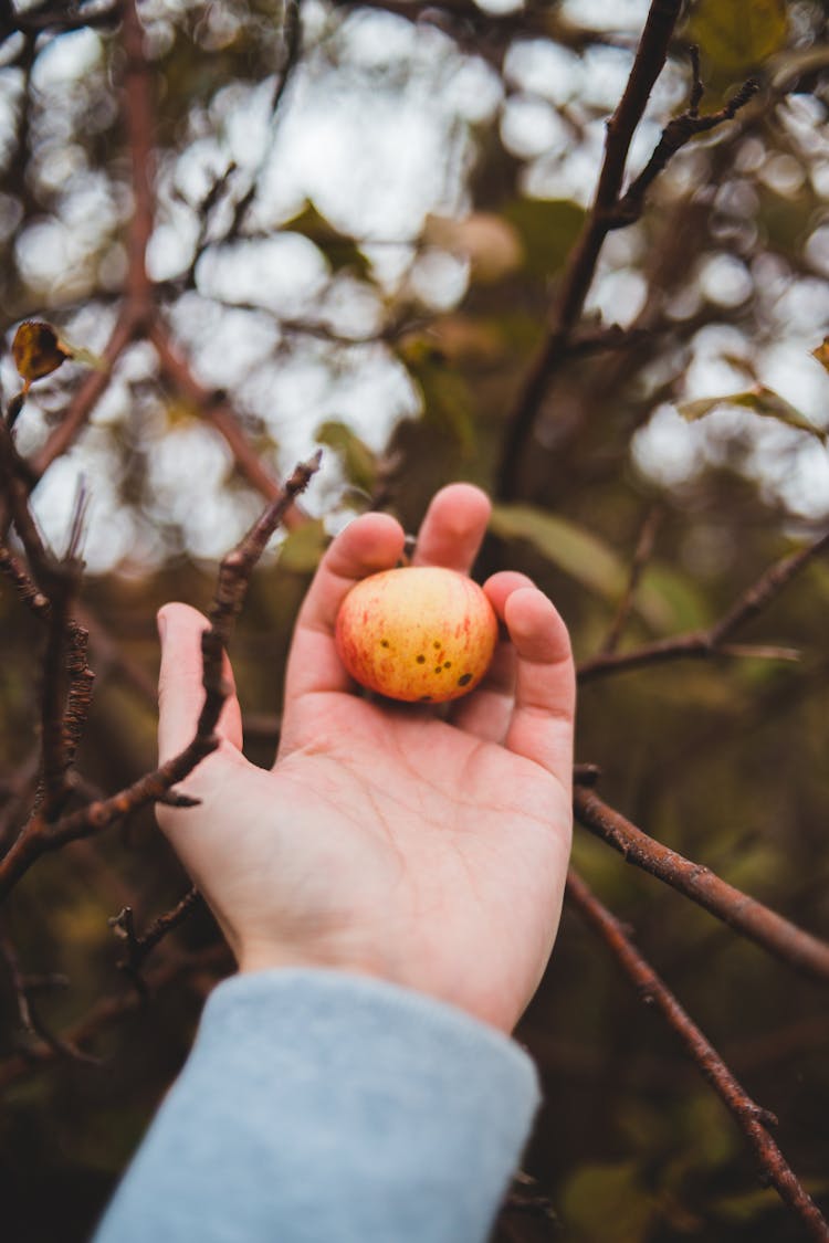 Hand Of Person Holding Fruit On Tree