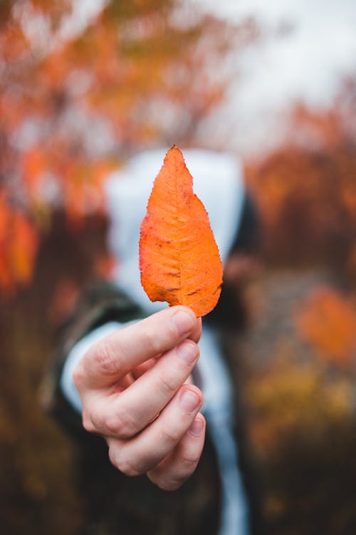 Anonymous man showing bright autumn leaf in park