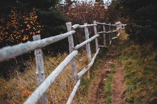 Aged wooden fence in lush forest in rural area