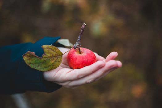 Crop anonymous female in warm clothes showing ripe freshly plucked red apple in hand while standing in autumn park