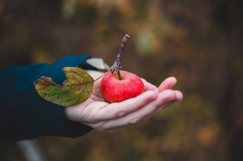 Free Crop anonymous female in warm clothes showing ripe freshly plucked red apple in hand while standing in autumn park Stock Photo