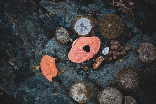 From above of various shells and sea urchins placed on rough rocky coast