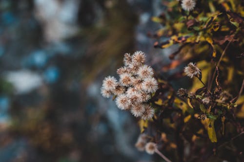 White flower heads of dry hairy fleabane plant with withered leaves growing in autumn forest