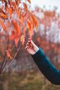 Crop lady touching tree dry leaf on autumn day