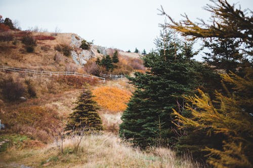 Free Coniferous trees growing on grassy hill under gray sky Stock Photo