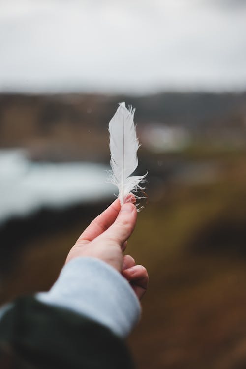 Free Crop anonymous person demonstrating white soft feather in soft focus in nature on gloomy day Stock Photo