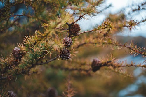 Branch of evergreen pine in forest