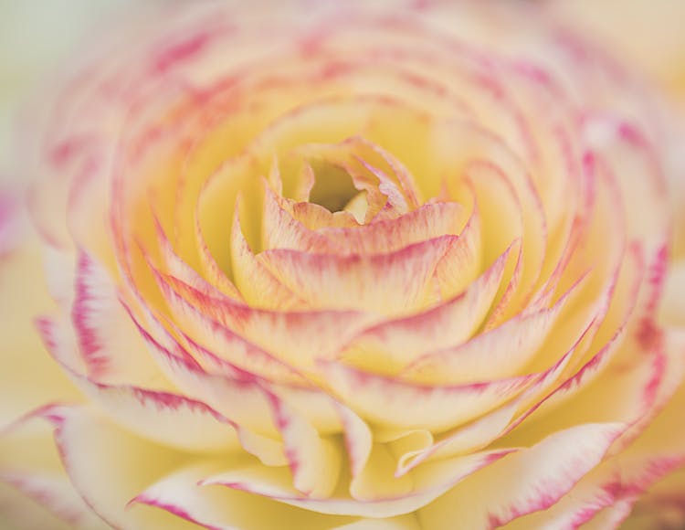 Gentle Petals Of Fresh Ranunculus Asiaticus Flower