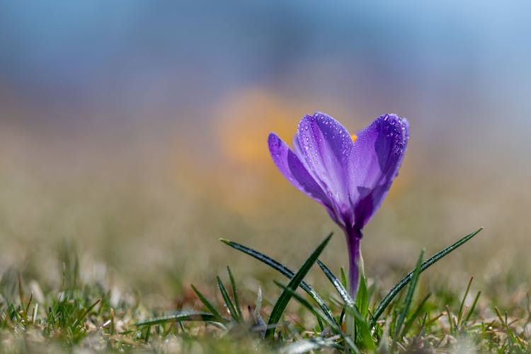 Blooming Crocus Sativus Flower In Grassy Valley