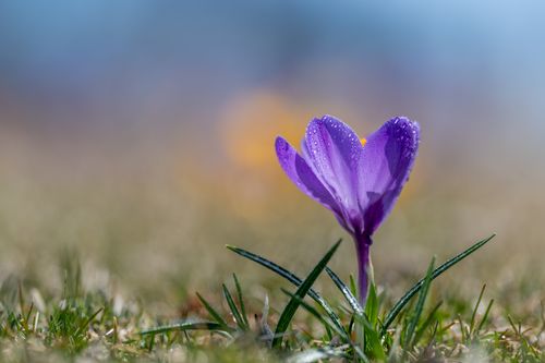 Free Closeup of small saffron crocus flower with dew on gentle purple petals glowing on green grassy meadow in sunny morning Stock Photo