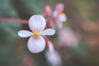Gentle blooming Begonia grandis flower shrub growing in garden