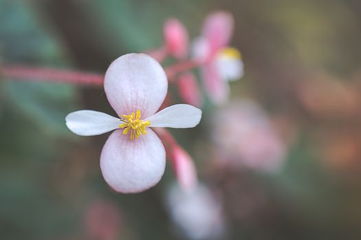Gentle blooming Begonia grandis flower shrub growing in garden