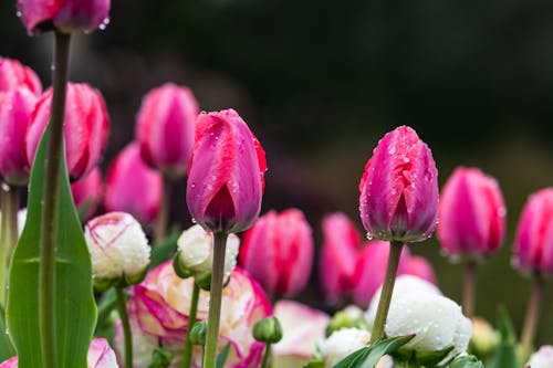 Free Picturesque scenery of fresh tulips with dew on bright petals growing in green garden on sunny spring day Stock Photo