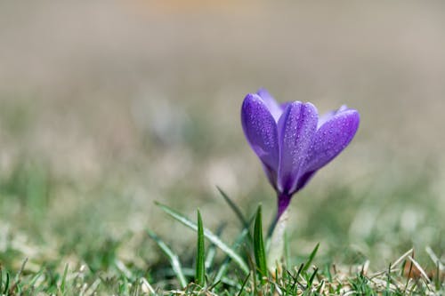 Immagine gratuita di ambiente, armonia, avvicinamento