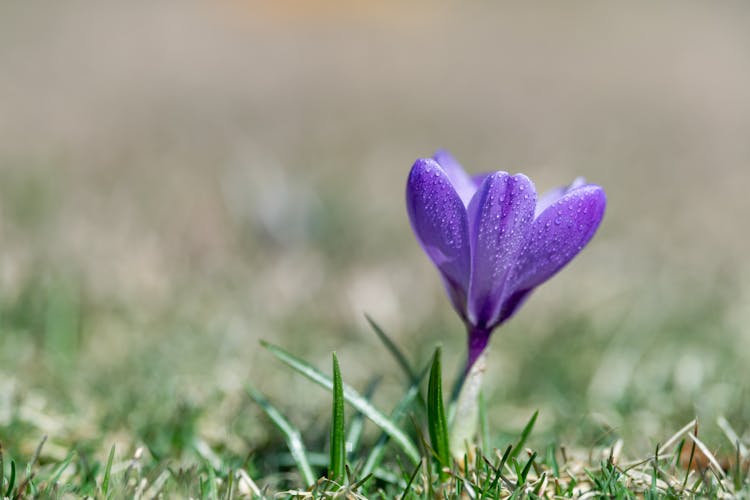 Tiny Blooming Purple Crocus Sativus Flower Growing In Meadow