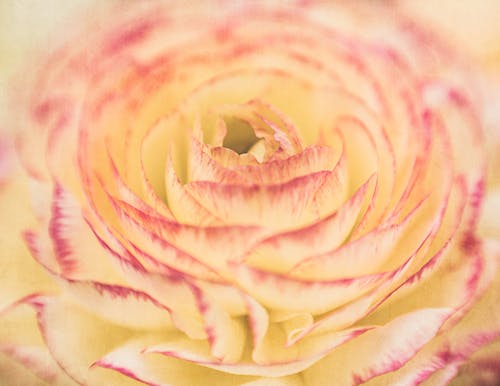 Closeup of Persian buttercup flower petals