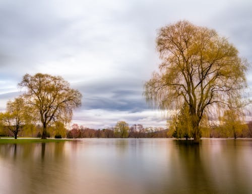 Scenic landscape of yellow trees growing near peaceful pond in park against cloudy sky on autumn day