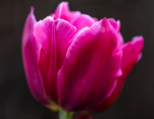 Tulipa gesneriana flower growing in garden in daylight