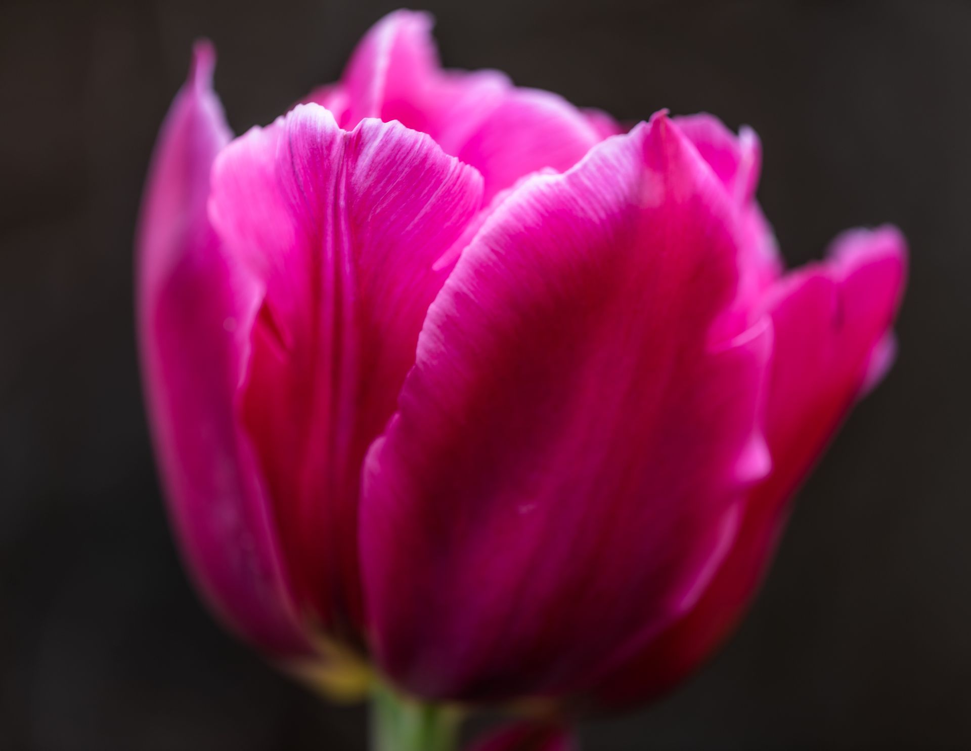 Elegant close-up of a vibrant fuchsia tulip in bloom, capturing its delicate petals and soft, serene mood.