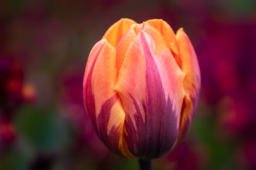 Free Fragrant bicolor garden tulip growing on field Stock Photo