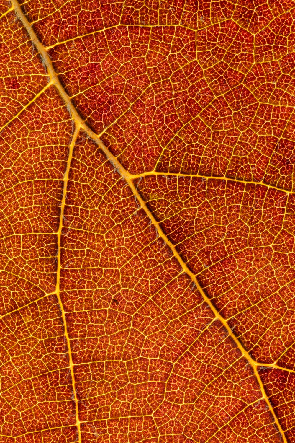 Macro of dry autumn leaf texture · Free Stock Photo