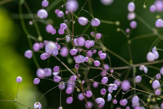 Low angle closeup of gentle exotic Chinese meadow rue plant with tiny purple flower growing in green garden on sunny day