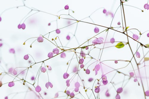 Blooming twigs of exotic Thalictrum delavayi plant under cloudless sky