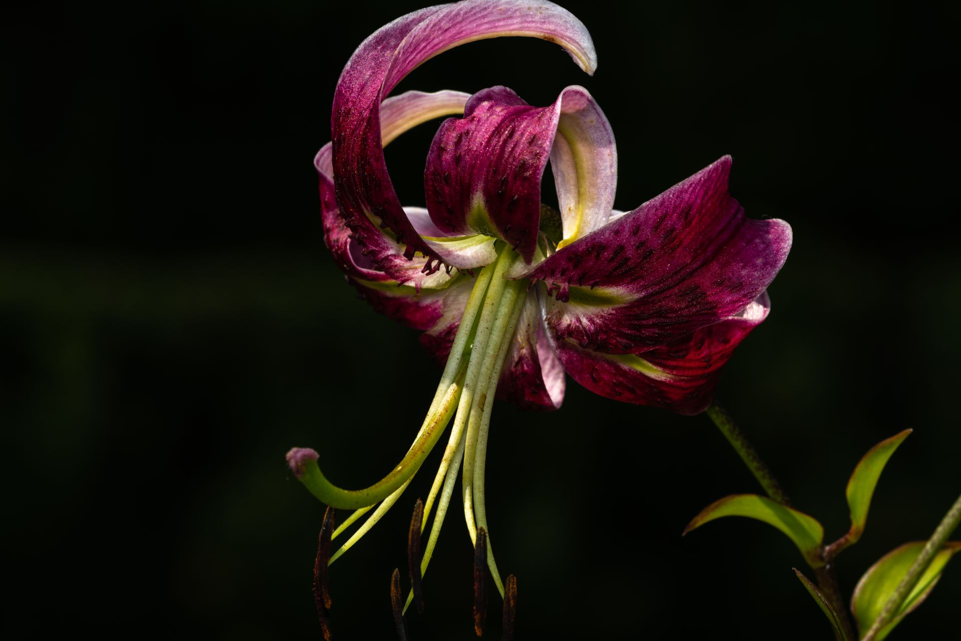 Low angle of elegant martagon lily flower with gentle curvy purple petals and green stem growing in garden on sunny day