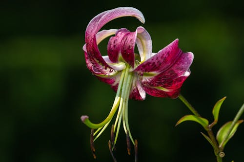 From below of delicate blooming martagon lily flower with soft purple petals growing in green garden on sunny day