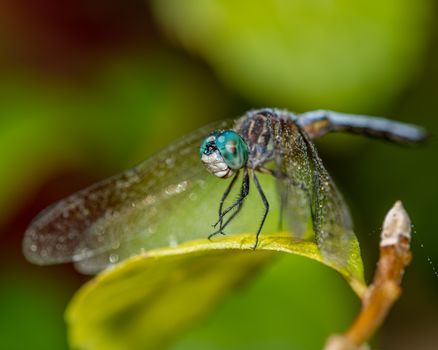 Closeup of Pachydiplax longipennis dragonfly sitting on leaf in green garden