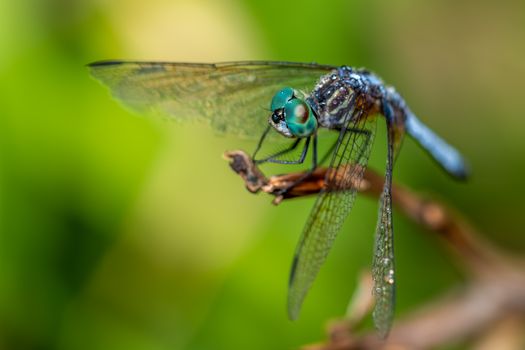 Pachydiplax longipennis dragonfly sitting on tree branch in nature