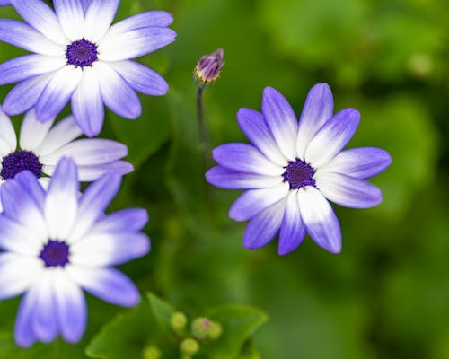 Ilmainen kuvapankkikuva tunnisteilla aromaattinen, auringonvalo, aurinkoinen