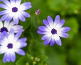 From above of small gentle exotic blue and white cineraria flowers growing in lush green garden on sunny day