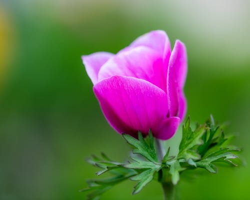 Closeup of gentle blooming Anemone coronaria flowering plant with soft purple petals growing in wild nature on sunny day
